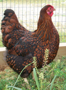 Black Laced Red Wyandotte Chicks