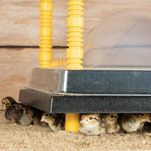 Chick, Quail, Brooder Heating Plate Various Sizes Available