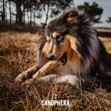 CANOPHERA LLC - Dog Chew Stick Made of Coffee Wood.