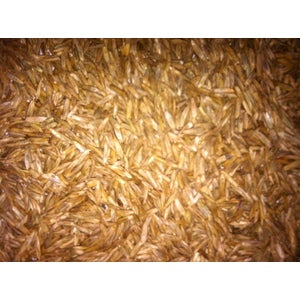 GULF ANNUAL RYEGRASS SEED 50LB