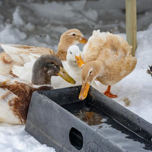 Multi Animal Trough Feeder or Waterer