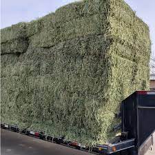 3 String Alfalfa Western Alfalfa Hay 110-140lb each bale