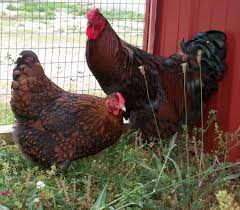 Black Laced Red Wyandotte Chicks