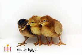 Hoovers Easter Egger