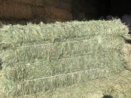 Timothy Hay 3- String Bale  110-120lb