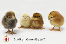 Hoovers Starlight Green Egger