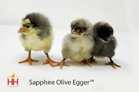 Hoovers Sapphire Olive Egger