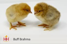 Hoovers Buff Brahma Chicks