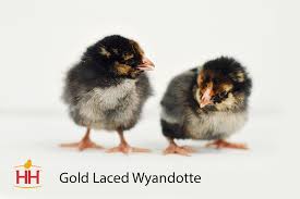 Hoovers Gold Laced Wyandotte