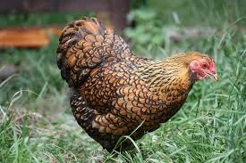 Hoovers Gold Laced Wyandotte