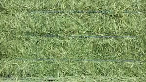 Orchard Alfalfa 3 String HUGE BALES