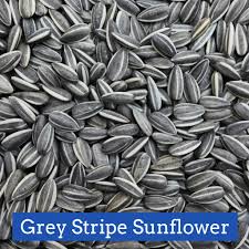 Black/Gray Striped Sunflower Seeds multi sizes and by the lb