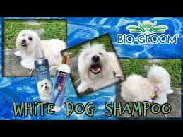 Bio-Groom Super White Dog Shampoo 12 oz