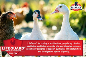 Kalmbach Feeds All Natural Non-GMO 20% Protein Flock Maker Crumbles Chicken Feed, 50-lb bag