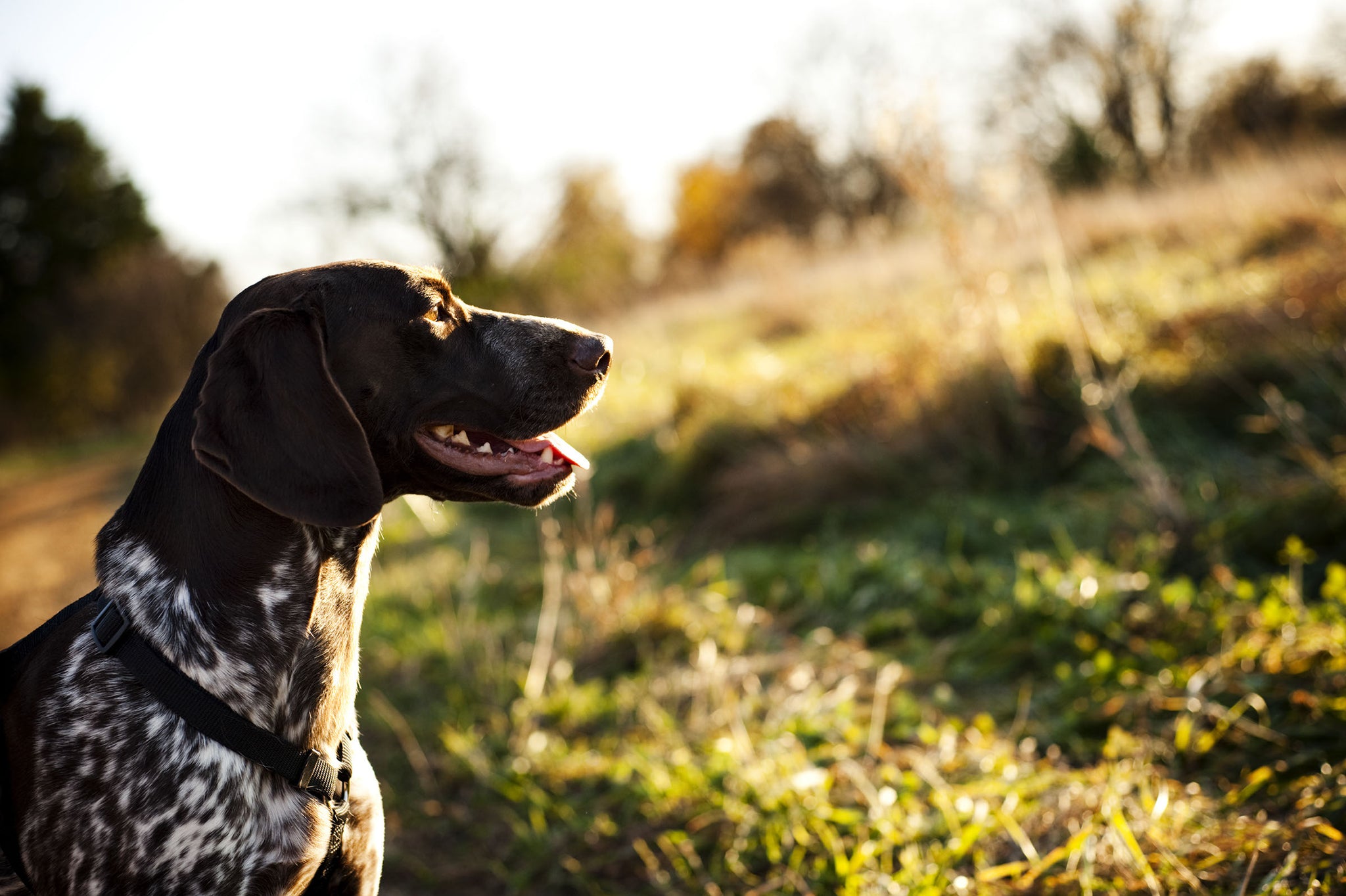 Valu pak outlet dog food ingredients